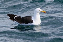 Kelp Gull